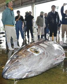 金枪鱼放血视频,一场生命的仪式